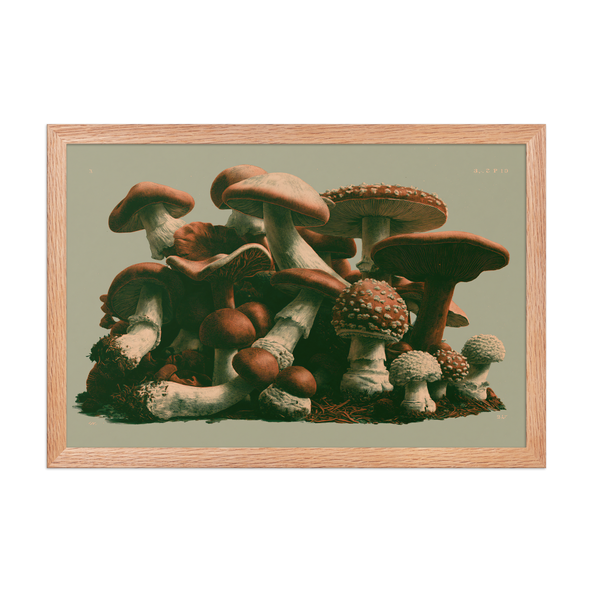 Field Guide framed art in red oak frame, 12×18 inches