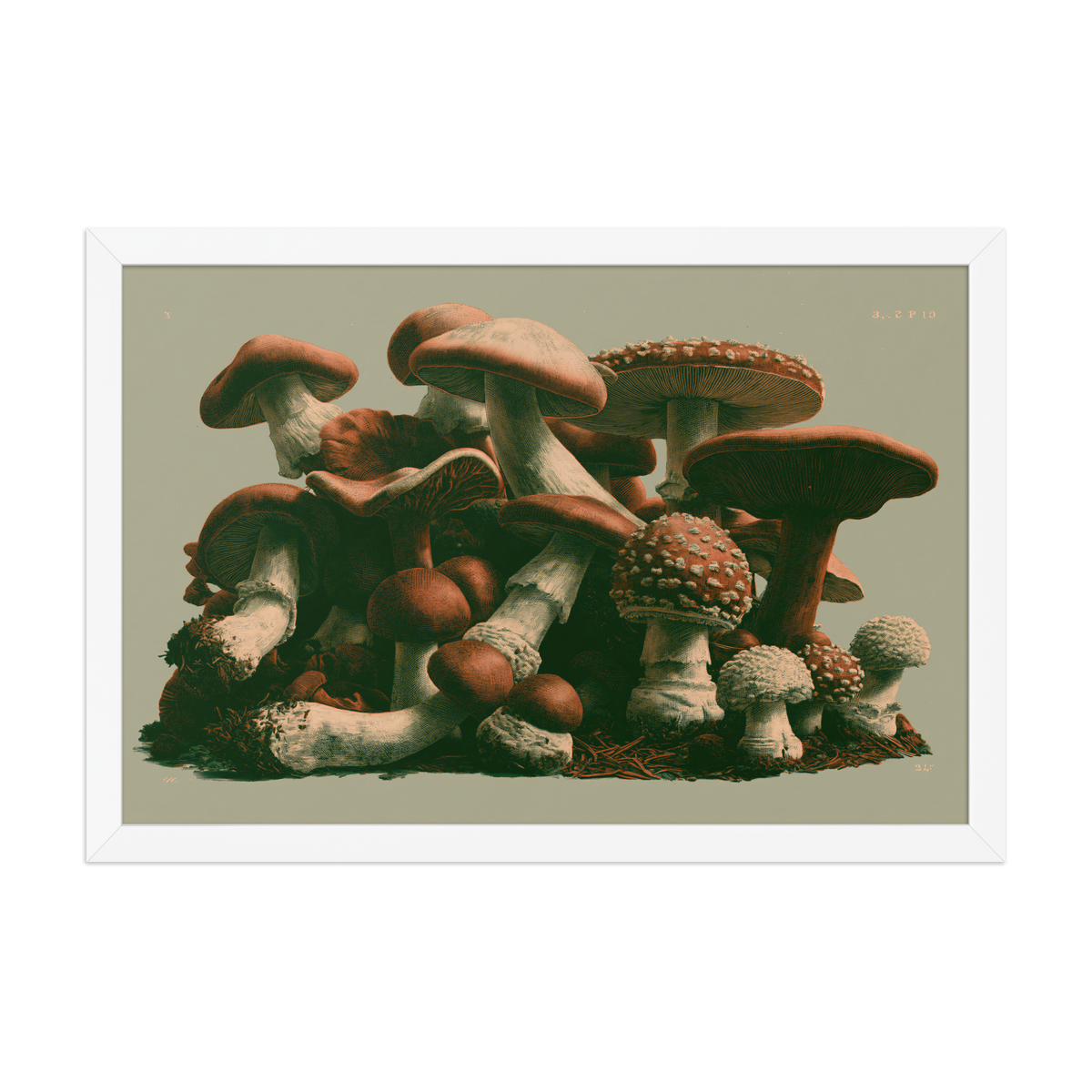 Field Guide framed art in white frame, 12×18 inches